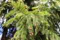 young red blossoming cones on green spruce twigs Royalty Free Stock Photo