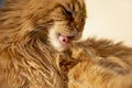 Young (red blotched tabby) Maine Coon female cat grooming under the sun