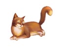 Young Red brown Cat laying. Isolated on white Royalty Free Stock Photo