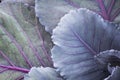 Young Red Cabbage Leaves Royalty Free Stock Photo