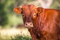 Young Red Calf in The wild Royalty Free Stock Photo