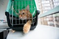 Young red cat is in a cat carrier, indoor shot. Stressed cat is trying to get out of the cage