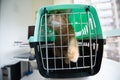 Young red cat is in a cat carrier, indoor shot. Stressed cat is trying to get out of the cage