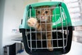 Young red cat is in a cat carrier, indoor shot. Stressed cat is trying to get out of the cage