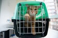 Young red cat is in a cat carrier, indoor shot. Stressed cat is trying to get out of the cage