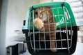 Young red cat is in a cat carrier, indoor shot. Stressed cat is trying to get out of the cage