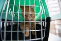 Young red cat is in a cat carrier, indoor shot. Stressed cat is trying to get out of the cage