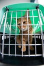 Young red cat is in a cat carrier, indoor shot. Stressed cat is trying to get out of the cage