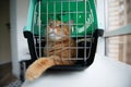 Young red cat is in a cat carrier, indoor shot. Stressed cat is trying to get out of the cage