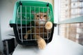 Young red cat is in a cat carrier, indoor shot. Stressed cat is trying to get out of the cage