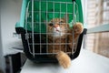 Young red cat is in a cat carrier, indoor shot. Stressed cat is trying to get out of the cage