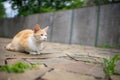 Young red cat sits on the road on a summer day Royalty Free Stock Photo