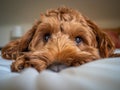 A young cockapoo lying comfortably on a bed Royalty Free Stock Photo