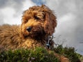 Red Cockapoo puppy lying in heather