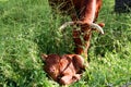Young red colored calf watched by its mother lying in tall grass Royalty Free Stock Photo