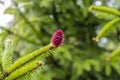 Young red cones of European spruce Royalty Free Stock Photo