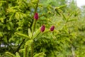 Young red cones of European spruce Royalty Free Stock Photo