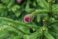 Young red cones of European spruce Royalty Free Stock Photo