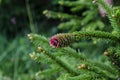 Young red cones of European spruce Royalty Free Stock Photo