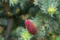 Young red cones on spruce branches close-up Royalty Free Stock Photo