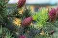 Young red cones on spruce branches close-up Royalty Free Stock Photo