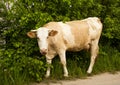 A young red cow with white spots on its sides stands near the bushes and chews grass Royalty Free Stock Photo