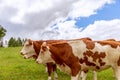Young red cows on a pasture in the Alps Royalty Free Stock Photo