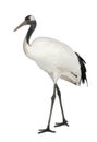 Young Red-crowned Crane, Grus japonensis Royalty Free Stock Photo