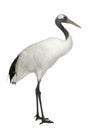 Young Red-crowned Crane, Grus japonensis, also called the Japanese Crane or Manchurian Crane Royalty Free Stock Photo