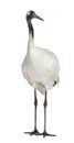 Young Red-crowned Crane, Grus japonensis, also called the Japanese Crane or Manchurian Crane Royalty Free Stock Photo