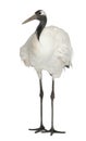 Young Red-crowned Crane, Grus japonensis, also called the Japanese Crane or Manchurian Crane Royalty Free Stock Photo