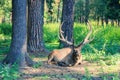 Young Red Deer with branched wide horns is lying on forest meadow with pine trees on  sunny day. Royalty Free Stock Photo