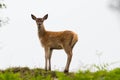 Young red deer calf standing on hill