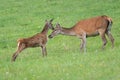 Young red deer calf touching head of its mother with nose in summer