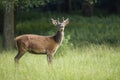 Young Red deer in summer Royalty Free Stock Photo
