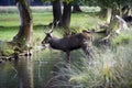 Young red deer drinking Royalty Free Stock Photo
