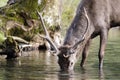 Young red deer drinking Royalty Free Stock Photo