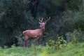Young red deer in the forest Royalty Free Stock Photo