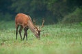 Young red deer grazing on meadow in summer morning. Royalty Free Stock Photo