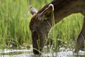 Young red deer from Kopacki rit, Croatia Royalty Free Stock Photo