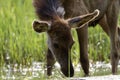 Young red deer from Kopacki rit, Croatia Royalty Free Stock Photo