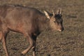Young Red deer - Kronhjort - Cervus elaphus walks in forest near distance