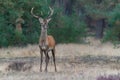 Young Red deer male Cervus elaphus in rutting season Royalty Free Stock Photo