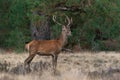 Young Red deer male Cervus elaphus in rutting season Royalty Free Stock Photo