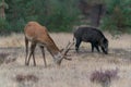 Young Red deer male Cervus elaphus and a wild boar Sus scrofa on the field Royalty Free Stock Photo