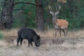 Young Red deer male Cervus elaphus and a wild boar Sus scrofa Royalty Free Stock Photo