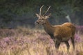 Young red deer male rutting Royalty Free Stock Photo