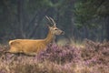 Young red deer male rutting Royalty Free Stock Photo