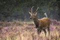 Young red deer male rutting Royalty Free Stock Photo