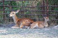 Young Red Deer resting Royalty Free Stock Photo